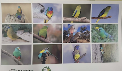 2026 Parrot Trust of Australia Calendar-Other-Parrot Supplies Australia