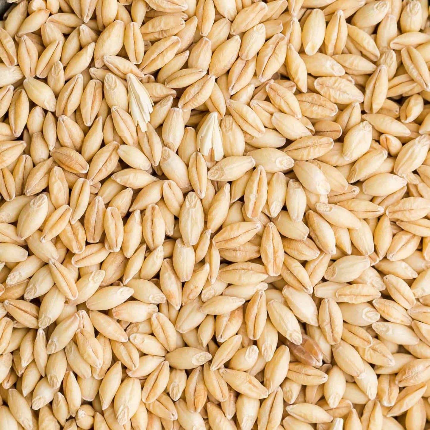 Barley-Parrot Supplies Australia