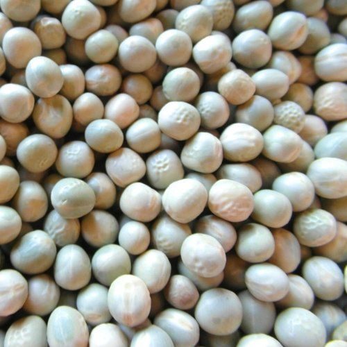 Blue Peas-Parrot Supplies Australia
