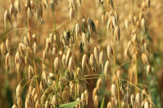 Hulled Oats-Seeds & Grains-Parrot Supplies Australia