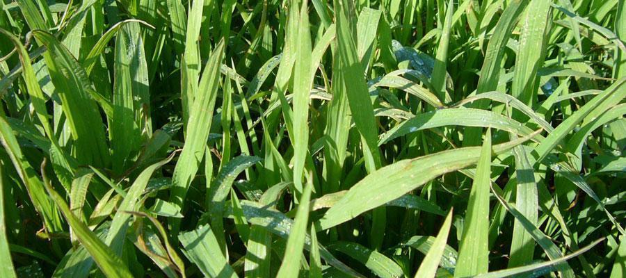 Jap/Shirohie Millet-Seeds & Grains-Parrot Supplies Australia