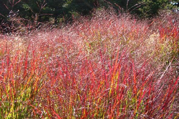 Red Panicum-Seeds & Grains-Parrot Supplies Australia