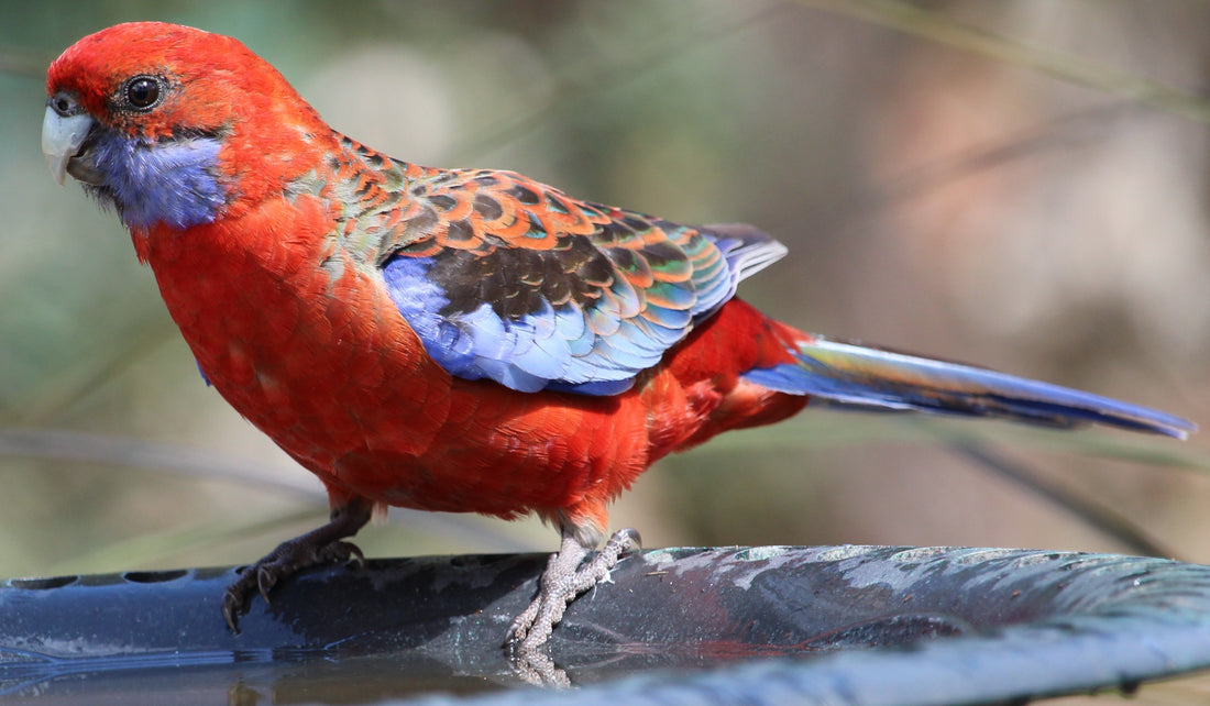 Avian Veterinarians