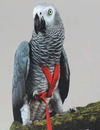 Guide to Bird Harnesses: The Good, The Bad, The Training, and The Patience