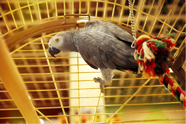 Choosing the Perfect Cage for Your Parrot: A Guide for Bird Owners ...