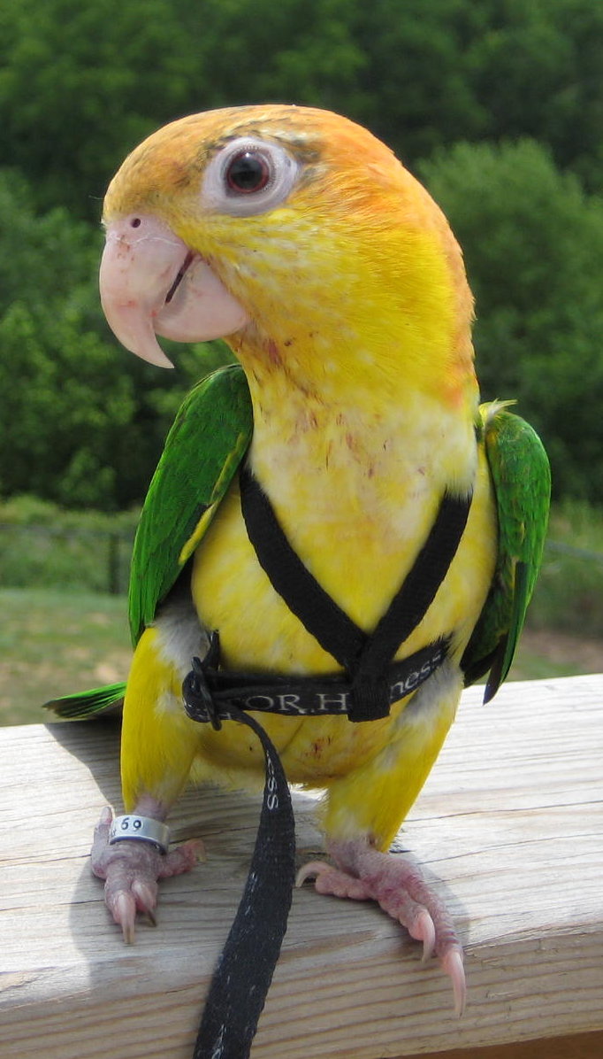 Guide to Bird Harnesses: The Good, The Bad, The Training, and The Patience