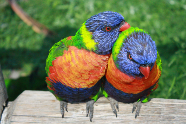 Lorikeet & Honeyeater.