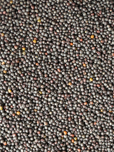 15 - 25KG BULK BAG SEED-Seeds & Grains-Parrot Supplies Australia