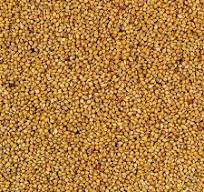 15 - 25KG BULK BAG SEED-Seeds & Grains-Parrot Supplies Australia