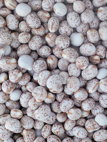 15 - 25KG BULK BAG SEED-Seeds & Grains-Parrot Supplies Australia