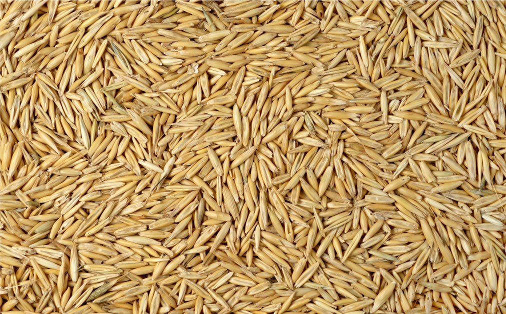 15 - 25KG BULK BAG SEED-Seeds & Grains-Parrot Supplies Australia