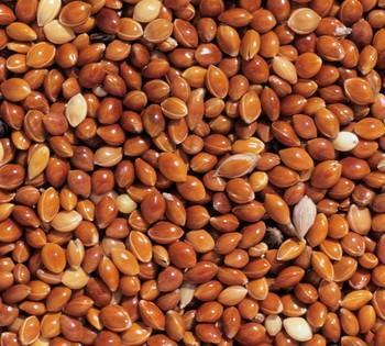 15 - 25KG BULK BAG SEED-Seeds & Grains-Parrot Supplies Australia