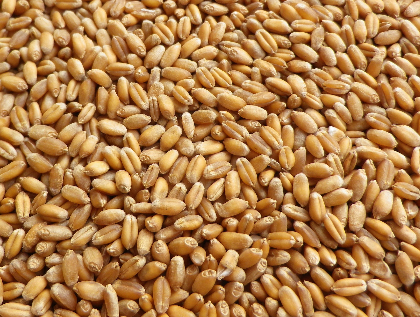 15 - 25KG BULK BAG SEED-Seeds & Grains-Parrot Supplies Australia