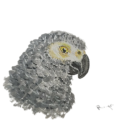 Banjo Canvas-Parrot Supplies Australia