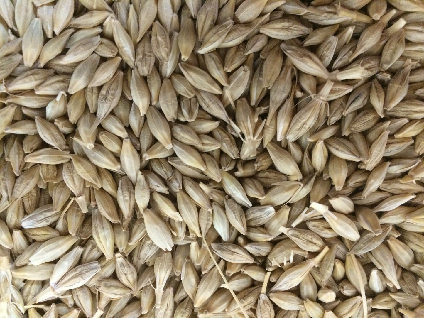 Barley 20Kg-Seeds & Grains-Parrot Supplies Australia