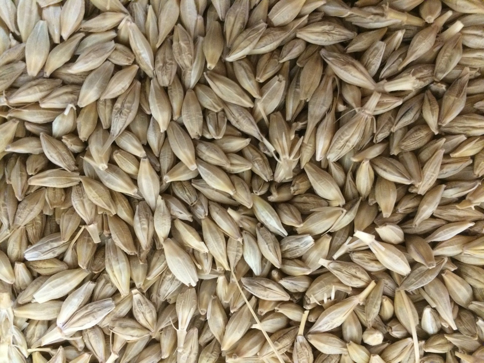 Barley 20Kg-Seeds & Grains-Parrot Supplies Australia