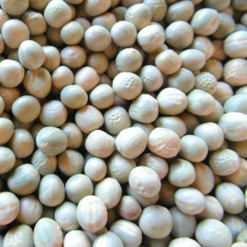 Blue Peas-Parrot Supplies Australia