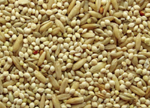 Budgie Green-Seeds & Grains-Parrot Supplies Australia