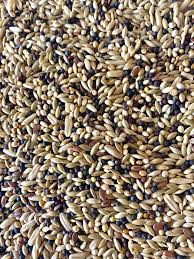 Canary Mix-Seeds & Grains-Parrot Supplies Australia