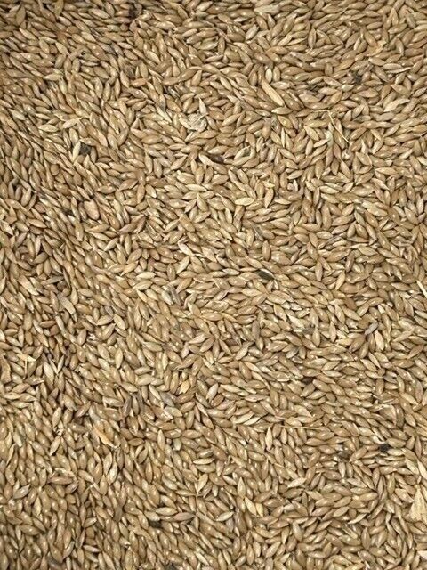 Canary Seed-Seeds & Grains-Parrot Supplies Australia