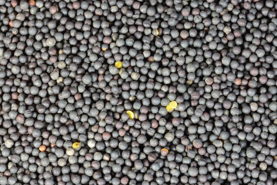 Canola Seed-Seeds & Grains-Parrot Supplies Australia