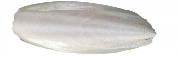 Cuttlebone-Medicine & Supplements-Parrot Supplies Australia