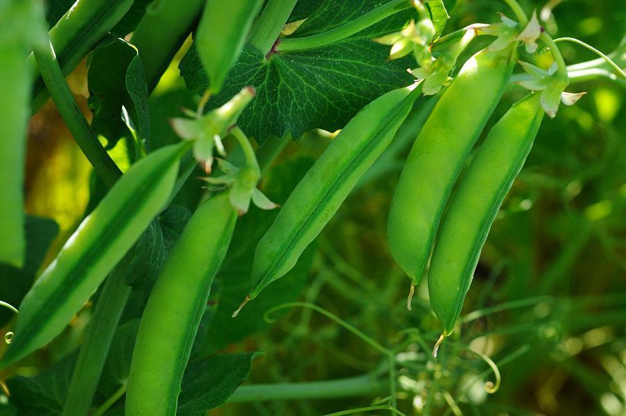 Dun Peas-Nuts & Legumes-Parrot Supplies Australia