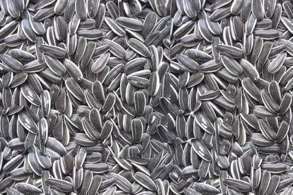 Grey Stripe Sunflower-Seeds & Grains-Parrot Supplies Australia