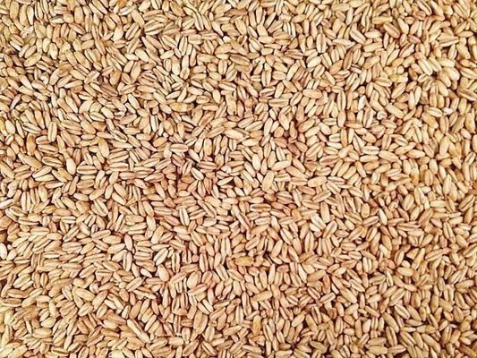 Hulled Oats-Seeds & Grains-Parrot Supplies Australia