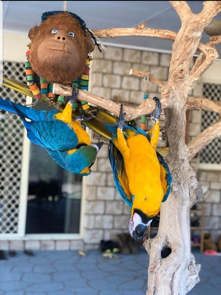 NJ Meet the Monkeys-Parrot Supplies Australia