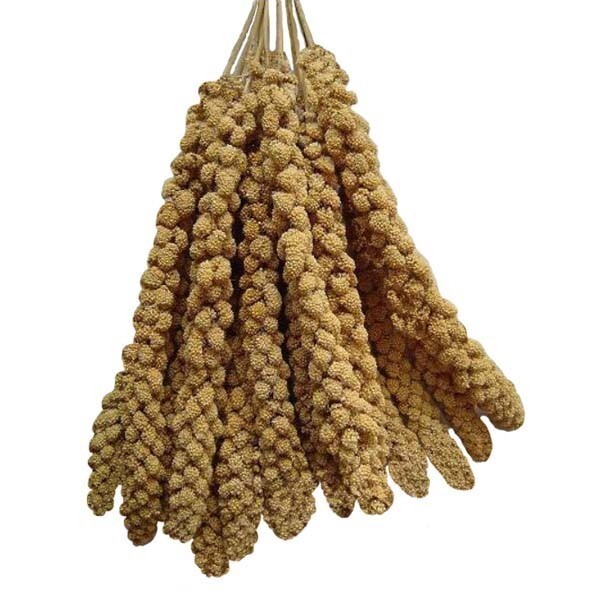 Panican Millet Sprays-Parrot Supplies Australia