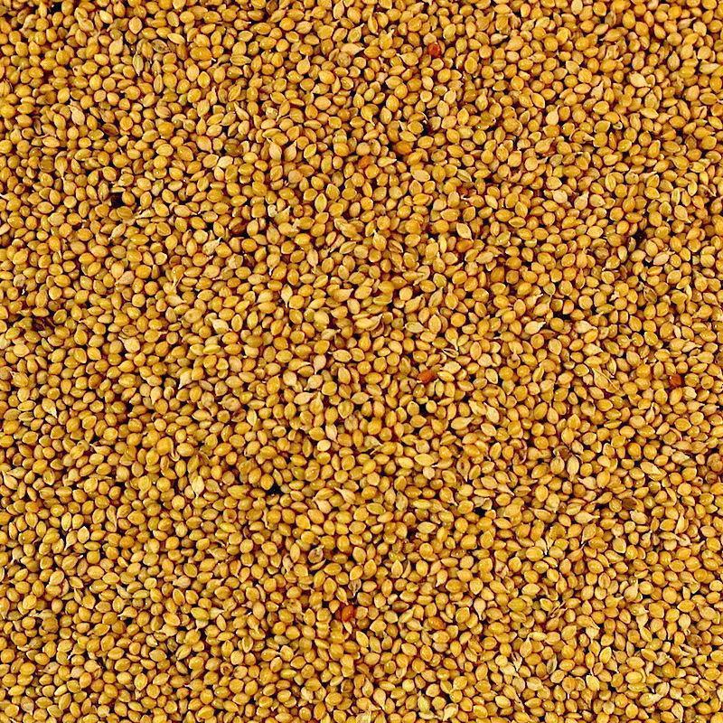 Panorama Millet-Seeds & Grains-Parrot Supplies Australia