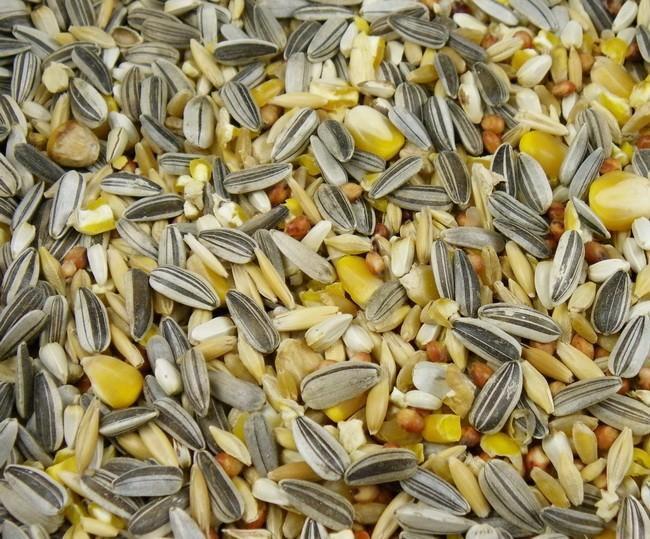 Parrot Blue-Seeds & Grains-Parrot Supplies Australia