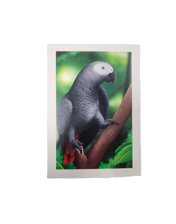 Parrot Prints-Other-Parrot Supplies Australia