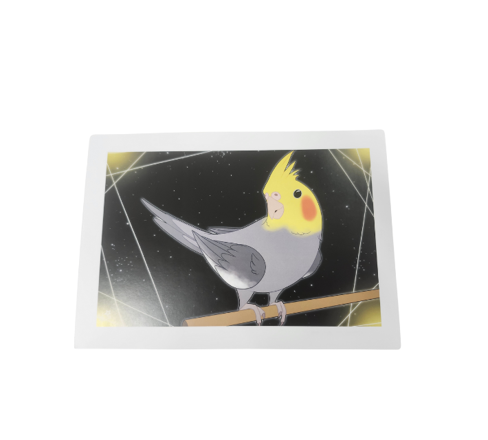 Parrot Prints-Other-Parrot Supplies Australia