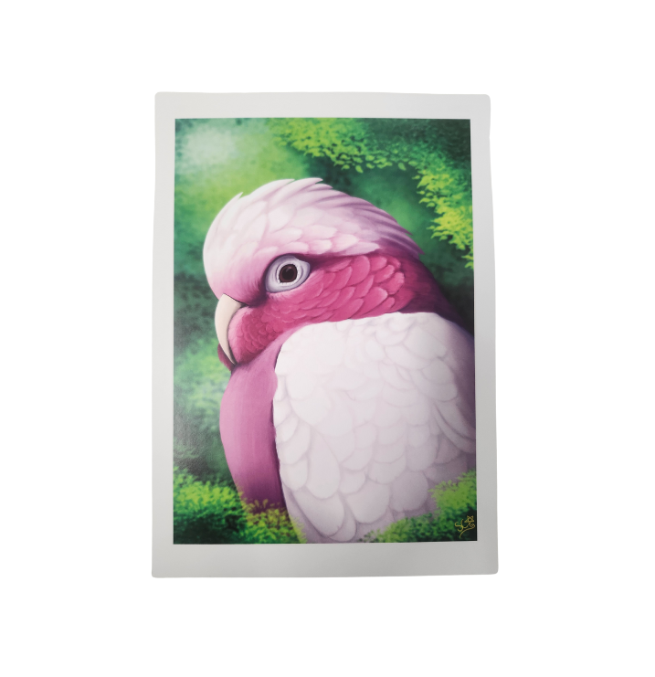 Parrot Prints-Other-Parrot Supplies Australia