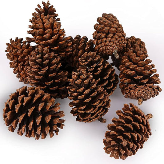 Pinecones-Bird Toys-Parrot Supplies Australia