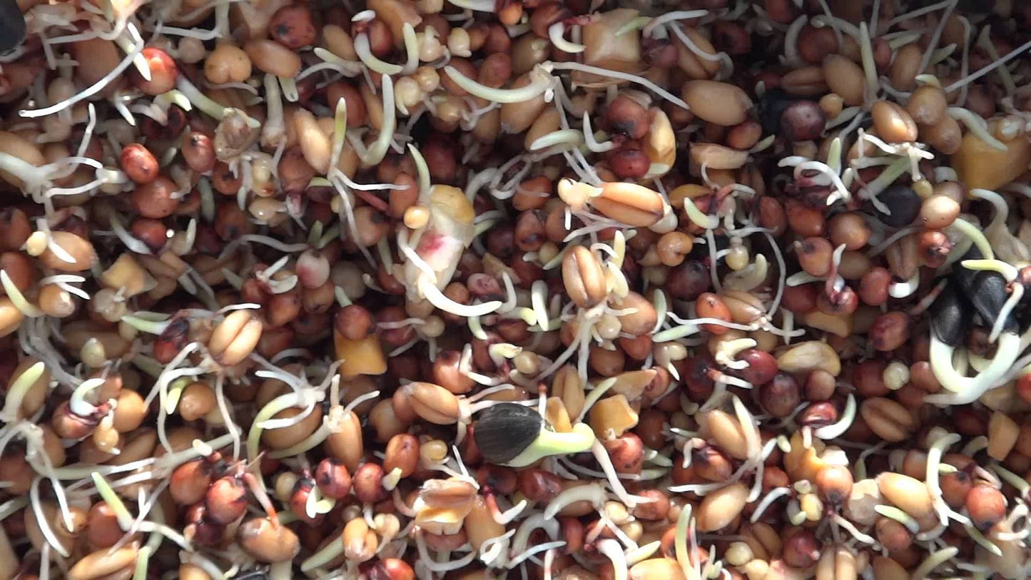 Sprouting Mix With Sorghum-Seeds & Grains-Parrot Supplies Australia