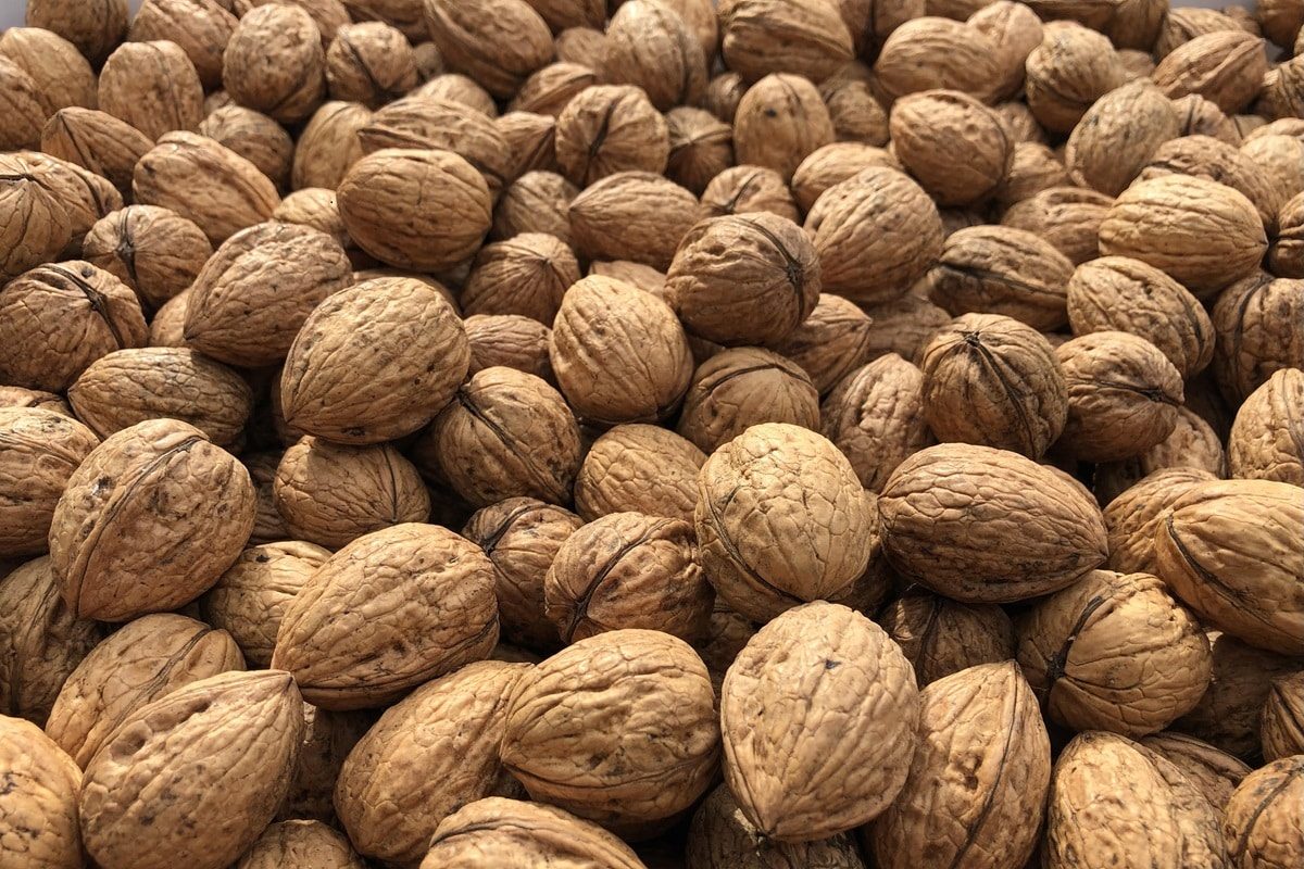 Walnuts - In Shell-Nuts & Legumes-Parrot Supplies Australia