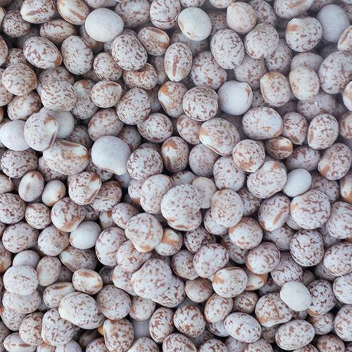 Whole Lupins-Nuts & Legumes-Parrot Supplies Australia