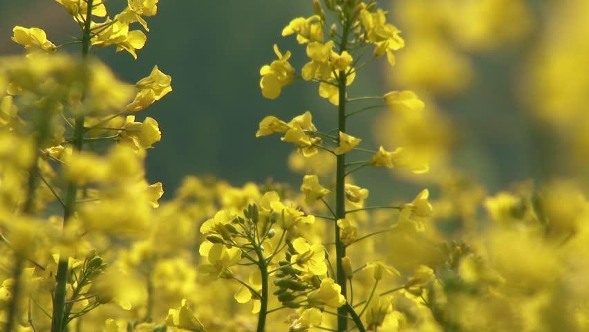 Canola Seed-Seeds & Grains-Parrot Supplies Australia