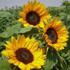 Grey Stripe Sunflower