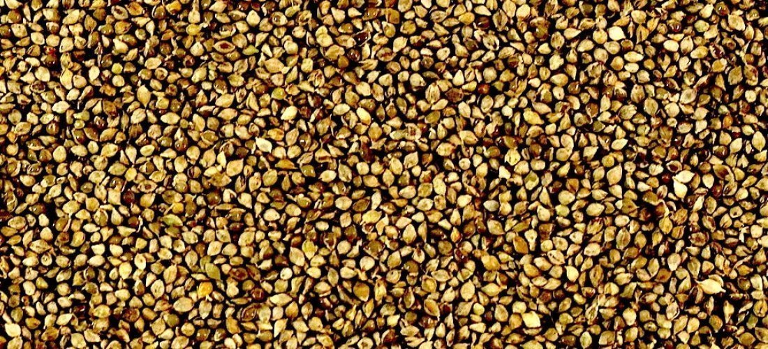 Jap Millet-Seeds & Grains-Parrot Supplies Australia