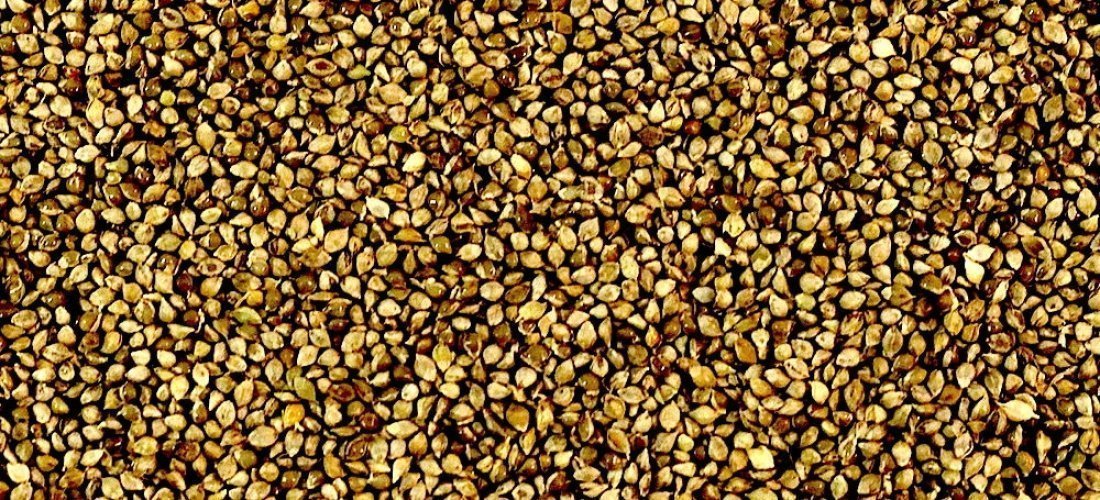 Jap/Shirohie Millet-Seeds & Grains-Parrot Supplies Australia