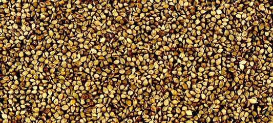 Jap/Shirohie Millet-Seeds & Grains-Parrot Supplies Australia