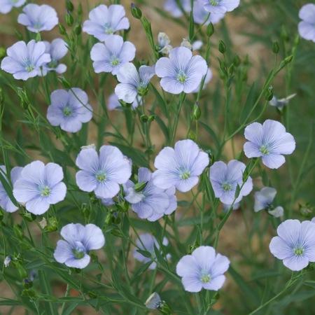 Linseed-Seeds & Grains-Parrot Supplies Australia