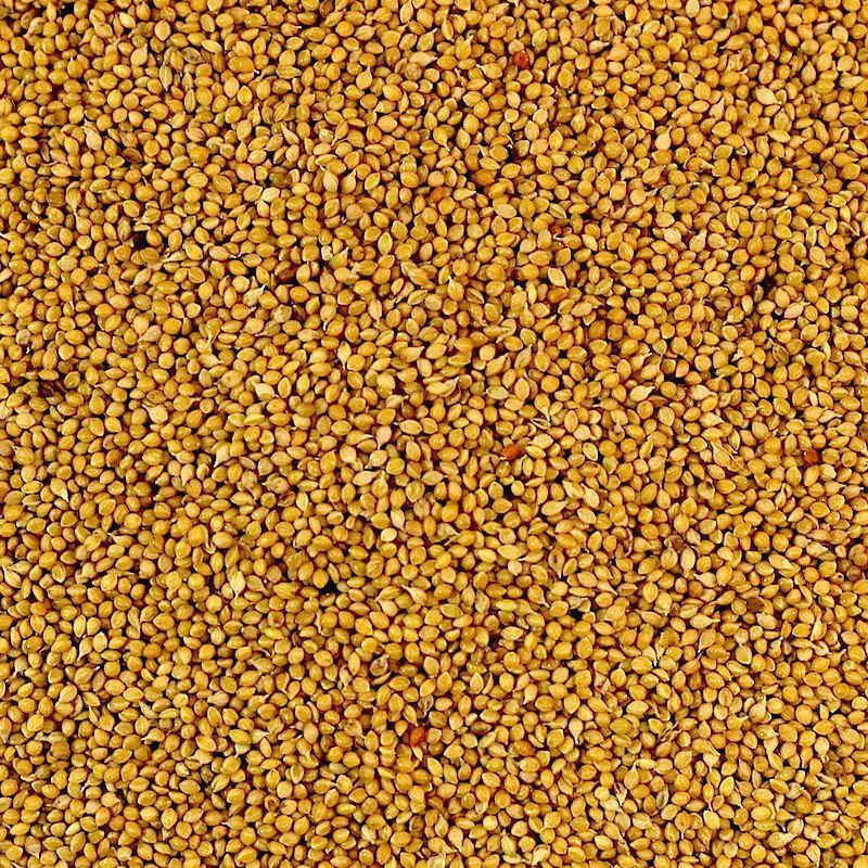 Panorama Seed