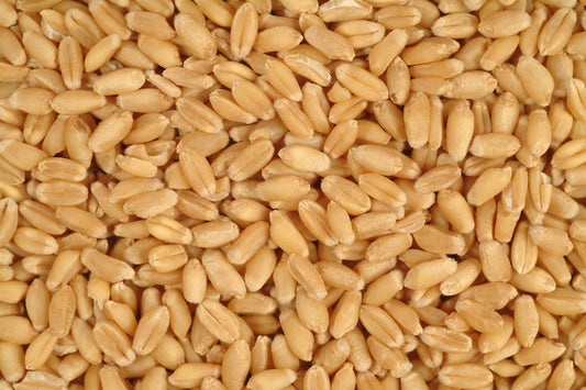 Wheat-Seeds & Grains-Parrot Supplies Australia