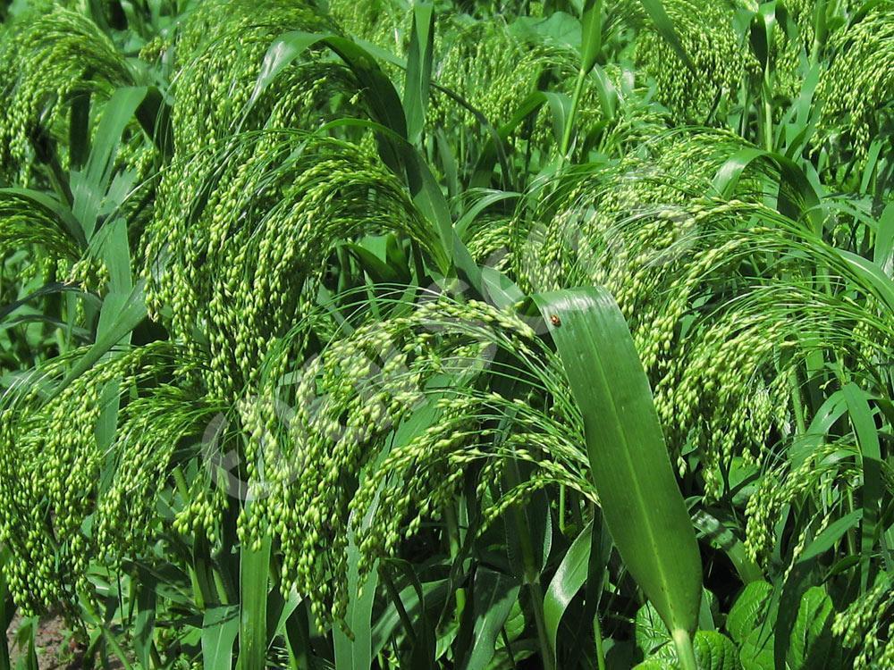 White French Millet-Seeds & Grains-Parrot Supplies Australia