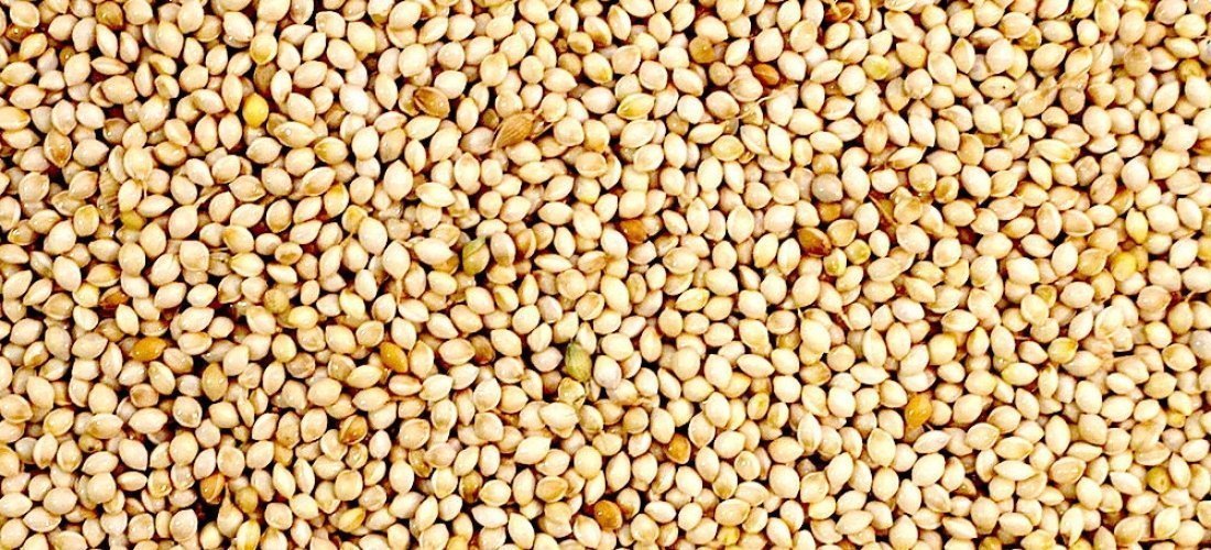 White French Millet-Seeds & Grains-Parrot Supplies Australia